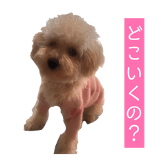 cocoa_20260329203612