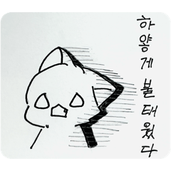 Cats from taiwan