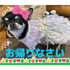 DOG&CAT stamps spring has come