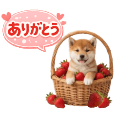 Fluffy Shiba Inu 3