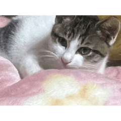 The Cat's Great Adventures and Everyday