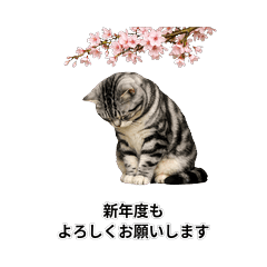 Sakura Bloom! Working American Shorthair