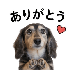 Everyday Dachshund Stickers