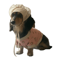 kanikama_20260329232158