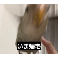 osusisusi_20260329232327