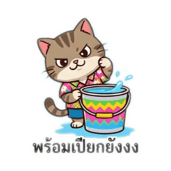 Orange & Tabby Splash