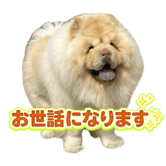 Chow chow Wan wan1