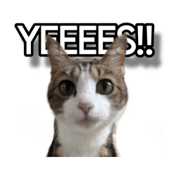 omusubi_20260330145200