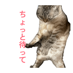 A cats daily life   A