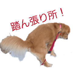 shinzy_20260330043949