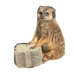 nekoneko_20260327140014