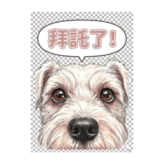 Miniature Schnauzer: Daily Beard Life