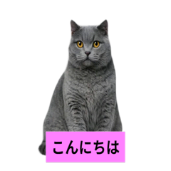 Animated British Shorthair Cat