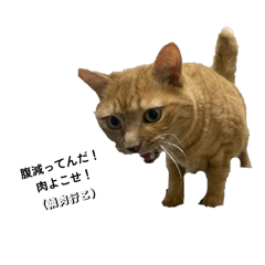 CHATOnoKAINUSHI_20260330121009