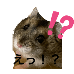 chihi_20260330122031