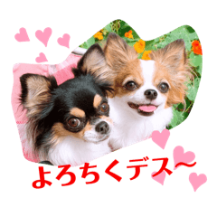 coco&momo_20260330124637