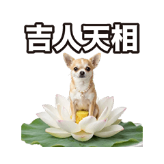 承你吉言 - 吉娃娃四字成語