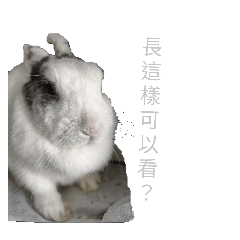蕾貝貝（變胖版