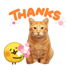 全都是貓貓貓貓貓