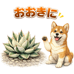 agave x dogs