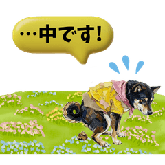 My black Shiba Inu Ace