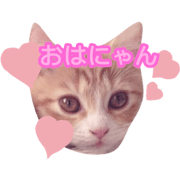 ponchandayo