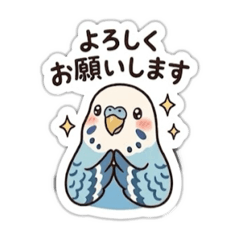 Budgerigar Ku-chan