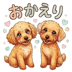 cuty_toypoodle