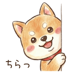 My Shiba Everyday Basics