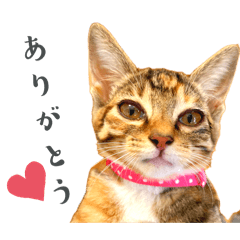 ayaka_20260330173705