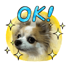 HappyDog-Hachikoh_20260330192801