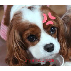 CHOCO_20260330162524