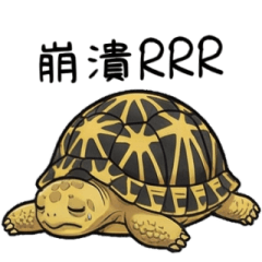 輻射龜Q1★日常用語