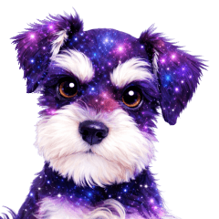 Japanese Galaxy Miniature Schnauzer