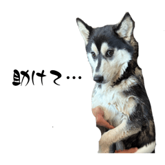 hashihiro_20260330181740