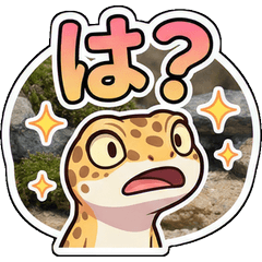 Playful with a Chibi Leopard gecko