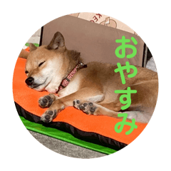 yoshi_kinako20260330