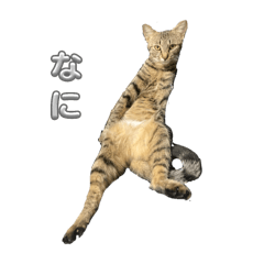 goibuchi_20260330204656