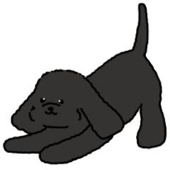 Motion-Cockapoo*black2