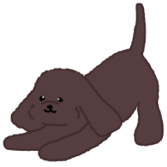 Motion-Cockapoo*choco2