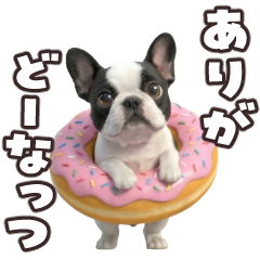 Dancing French Bulldogs!