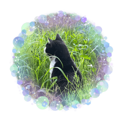 The daily life of a cat, etc.