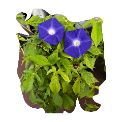 hanchan_20260330192651