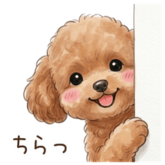 My Toy Poodle Everyday Basics