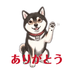 sakura_shiba-dog