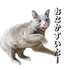 amechan_20260330211920