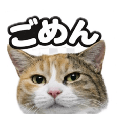 nyanko_20260330223302