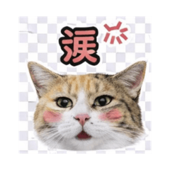 nyanko_20260330223529