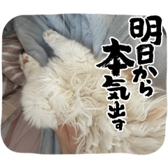 chika_20260330223624