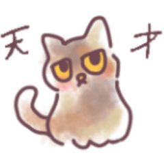 Fluffy tortoiseshell cat